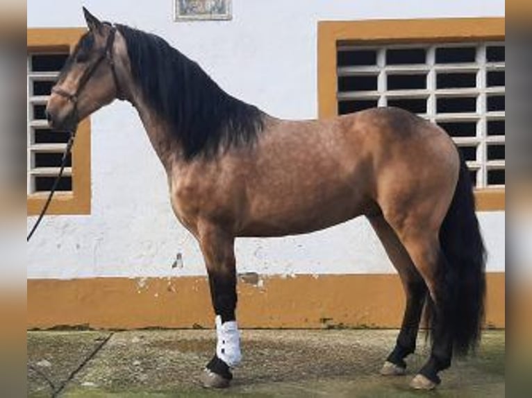 Sonstige Rassen Mix Hengst 4 Jahre 162 cm Overo-alle-Farben in La Rioja