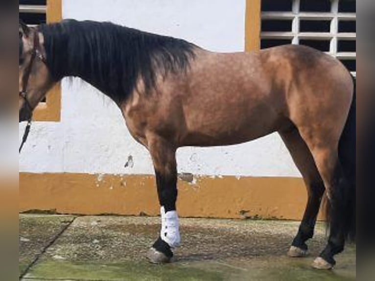 Sonstige Rassen Mix Hengst 4 Jahre 162 cm Overo-alle-Farben in La Rioja