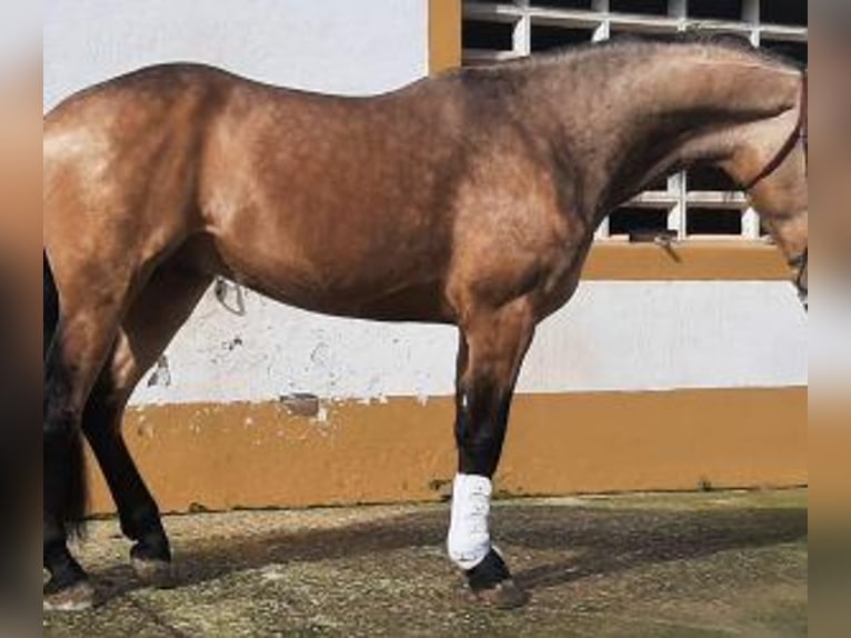 Sonstige Rassen Mix Hengst 4 Jahre 162 cm Overo-alle-Farben in La Rioja