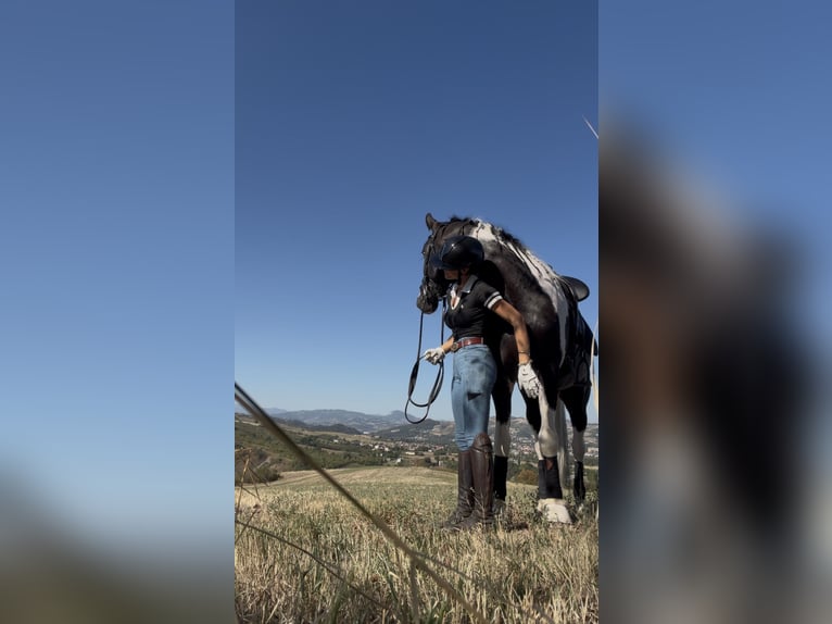 Sonstige Rassen Hengst 4 Jahre 172 cm Schecke in Montegibbio