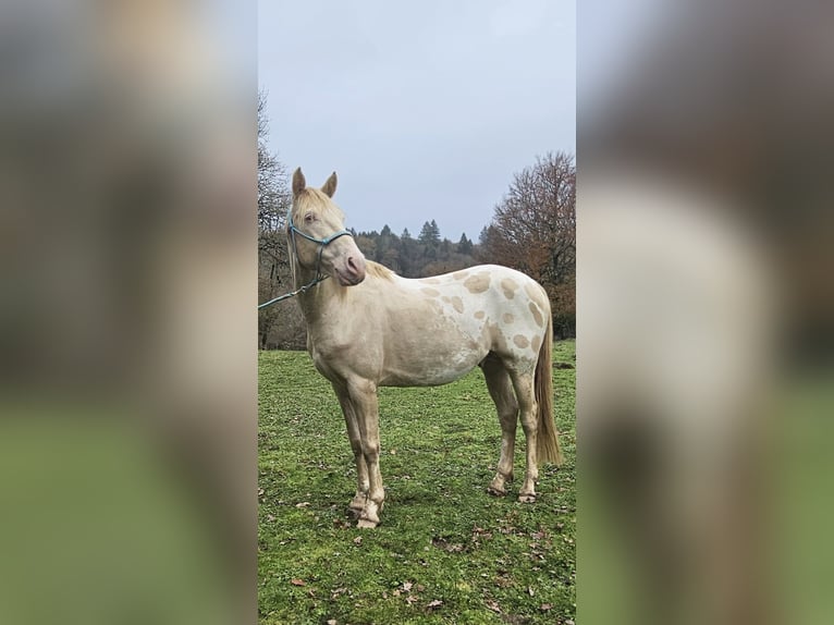 Sonstige Rassen Hengst 5 Jahre 155 cm Perlino in Compreignac