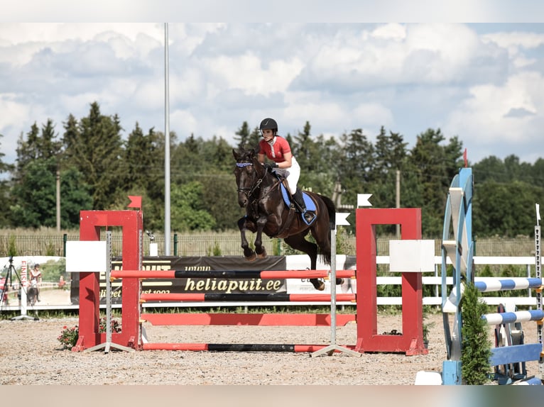 Sonstige Rassen Mix Hengst 5 Jahre 166 cm Rappe in p&#xE4;rnu