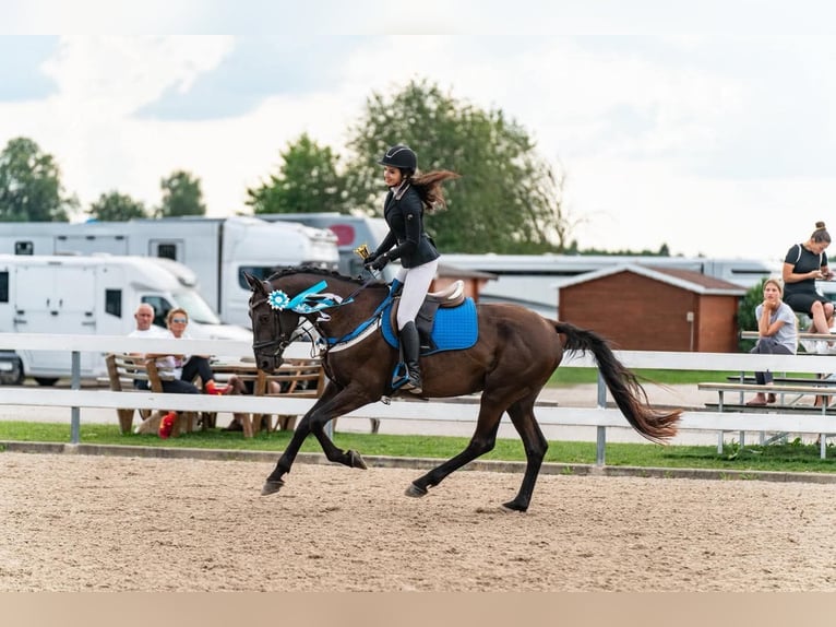 Sonstige Rassen Mix Hengst 5 Jahre 166 cm Rappe in p&#xE4;rnu