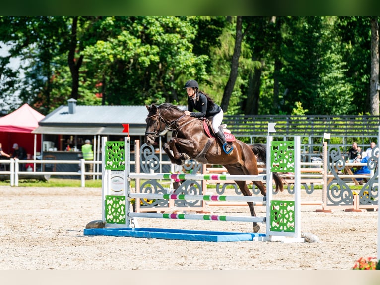 Sonstige Rassen Mix Hengst 5 Jahre 166 cm Rappe in p&#xE4;rnu