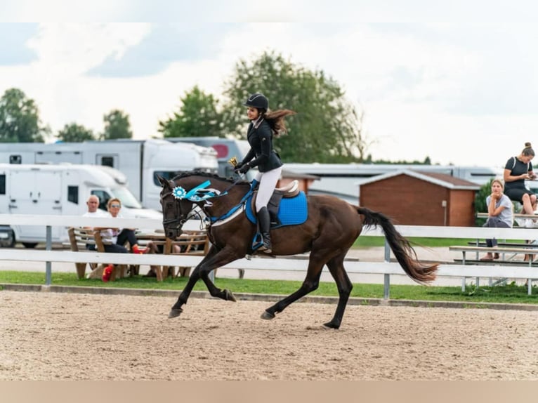 Sonstige Rassen Hengst 5 Jahre 167 cm in Tartu