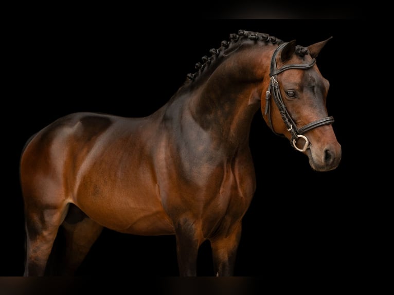 Sonstige Rassen Hengst 6 Jahre 126 cm Brauner in Oost West en Middelbeers