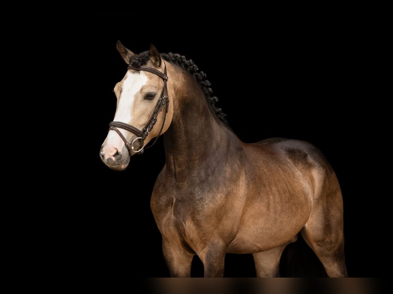Sonstige Rassen Hengst 6 Jahre 138 cm Buckskin in Oost West en Middelbeers