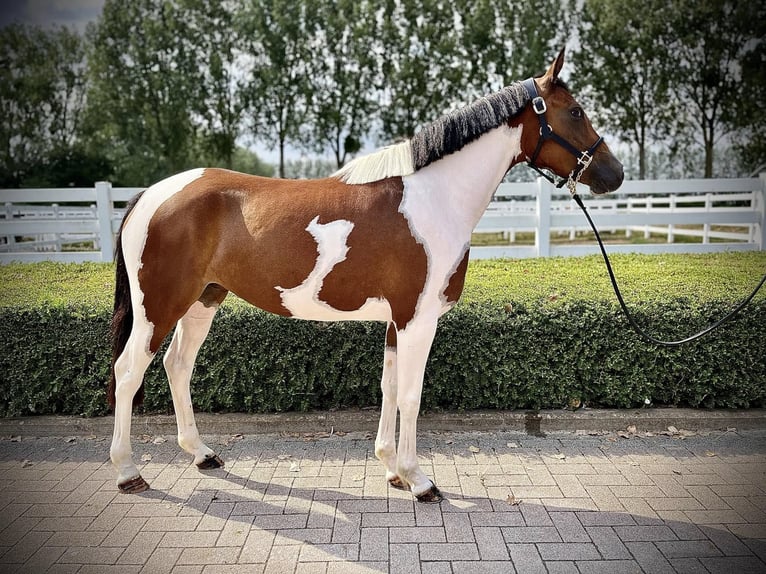 Sonstige Rassen Hengst 6 Jahre 148 cm Schecke in GROTE-BROGEL