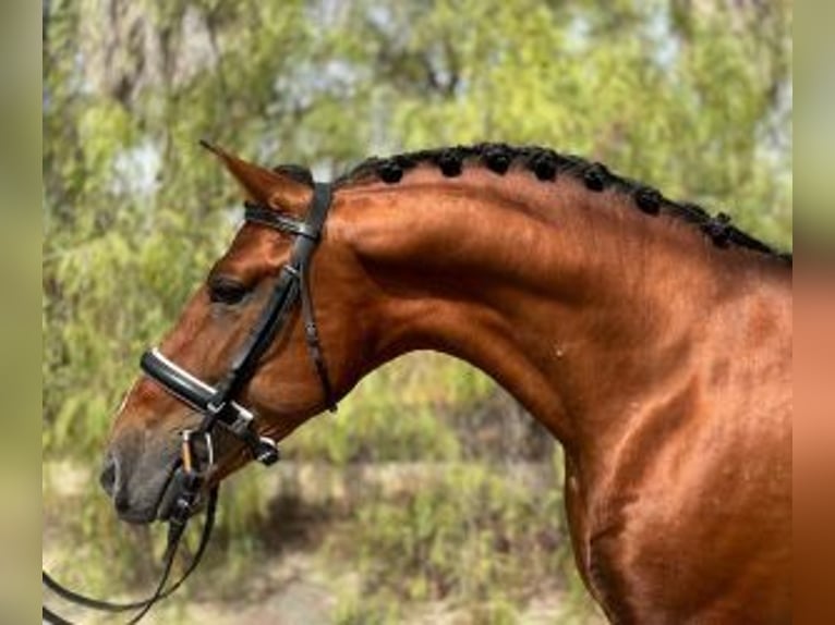 Sonstige Rassen Mix Hengst 6 Jahre 163 cm Rotbrauner in Alicante/Alacant