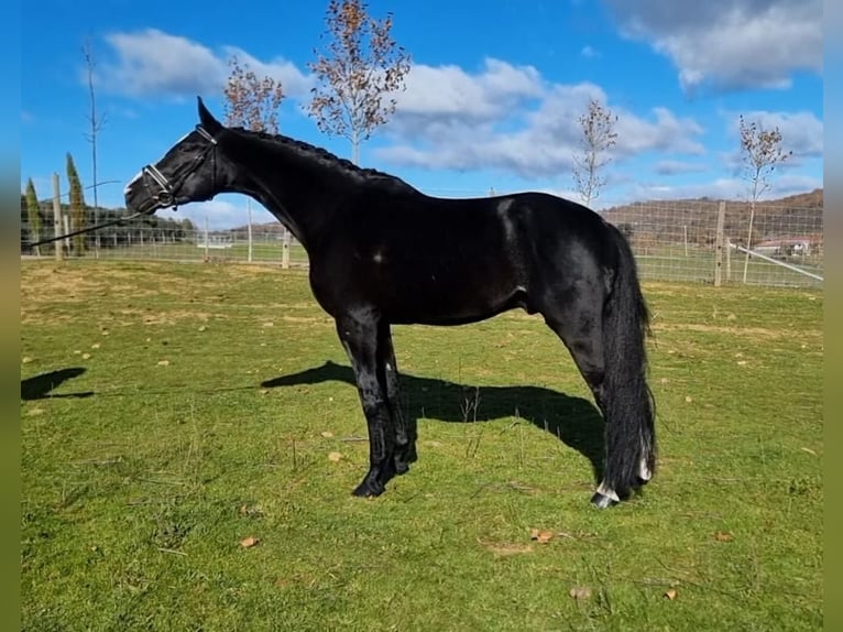 Sonstige Rassen Mix Hengst 6 Jahre 175 cm Rotbrauner in Gijon