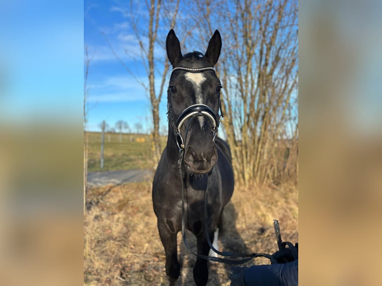 Sonstige Rassen Hengst 7 Jahre 164 cm Rappe in Herbstein