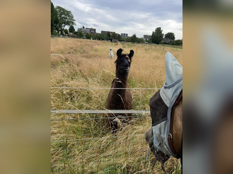 Sonstige Rassen Hengst 8 Jahre 153 cm Buckskin in Niederkr&#xFC;chten