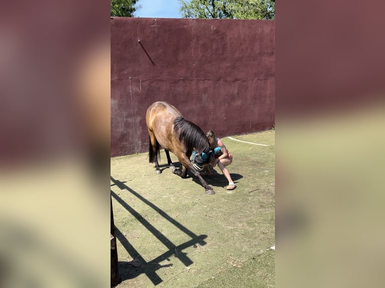 Sonstige Rassen Hengst 8 Jahre 153 cm Buckskin in Niederkr&#xFC;chten