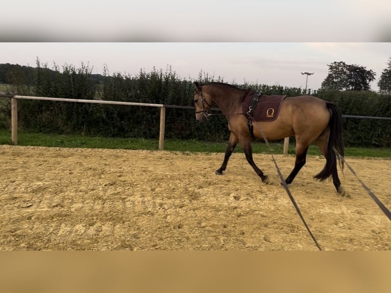 Sonstige Rassen Hengst 8 Jahre 153 cm Buckskin in Niederkr&#xFC;chten