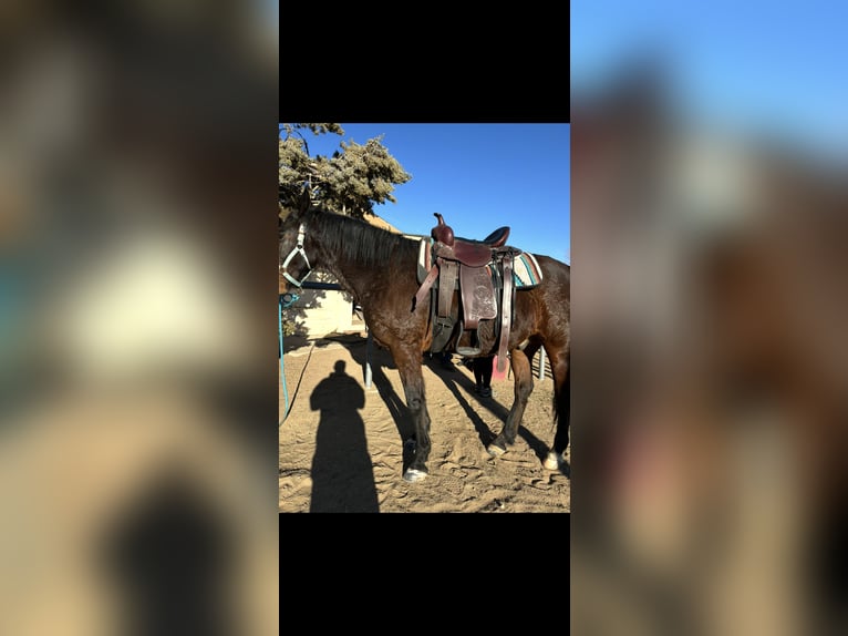 Sonstige Rassen Hengst 8 Jahre Brauner in Reno