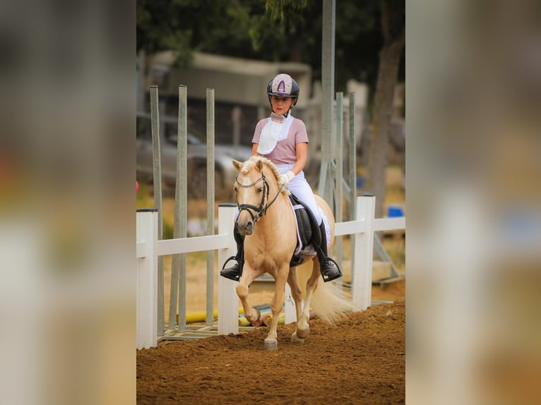 Sonstige Rassen Mix Hengst 9 Jahre 113 cm Palomino in Cambrils