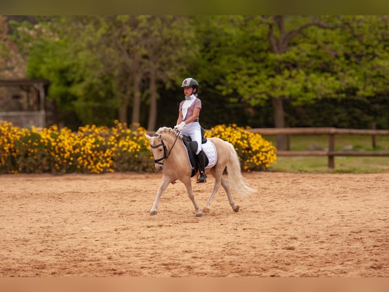 Sonstige Rassen Mix Hengst 9 Jahre 113 cm Palomino in Cambrils