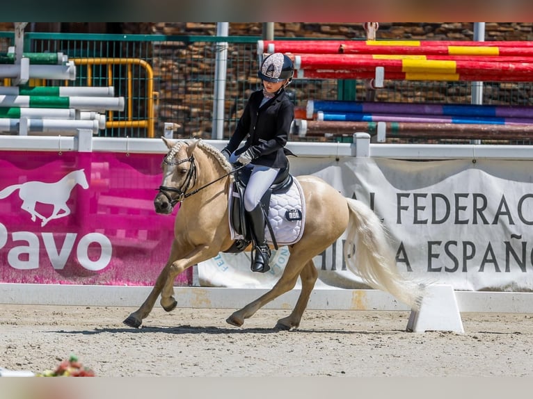 Sonstige Rassen Mix Hengst 9 Jahre 113 cm Palomino in Tarragona