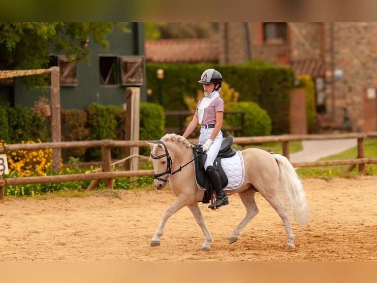 Sonstige Rassen Mix Hengst 9 Jahre 113 cm Palomino in Tarragona