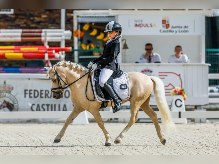 Sonstige Rassen Mix Hengst 9 Jahre 113 cm Palomino in Tarragona