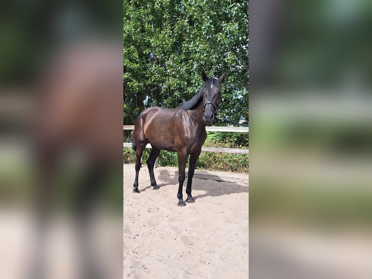 Sonstige Rassen Hengst 9 Jahre 168 cm Rappe in Wateringen