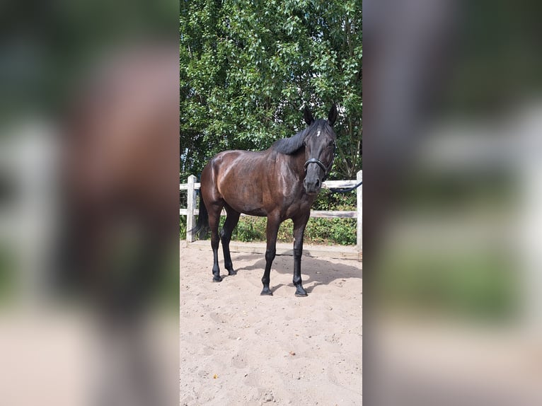Sonstige Rassen Hengst 9 Jahre 168 cm Rappe in Wateringen