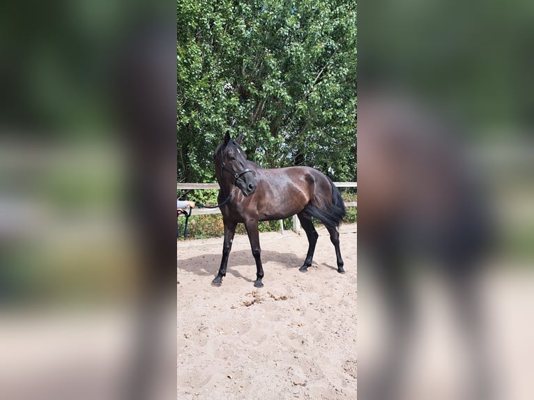 Sonstige Rassen Hengst 9 Jahre 168 cm Rappe in Wateringen