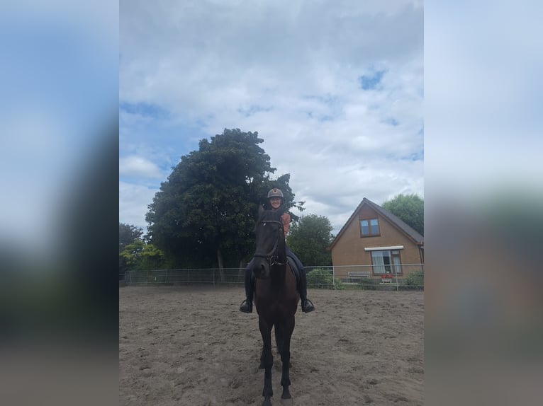 Sonstige Rassen Hengst 9 Jahre 168 cm Rappe in Wateringen