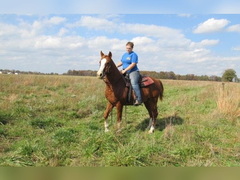 Sonstige Rassen Hengst 9 Jahre 60 cm Brauner in Mojave