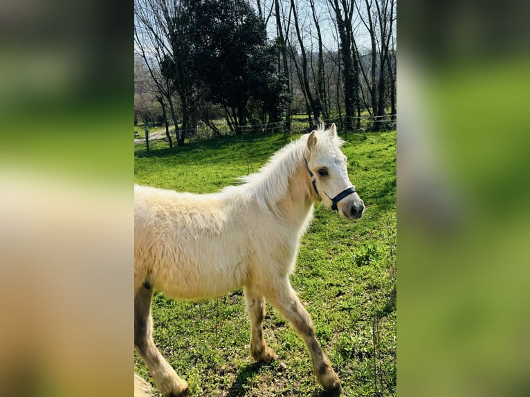 Sonstige Rassen Hengst Fohlen (01/2026) 100 cm Palomino in Bergamo