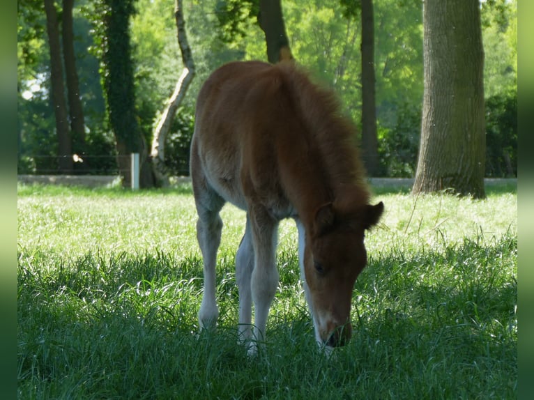 Sonstige Rassen Hengst  140 cm Fuchs in Lathen