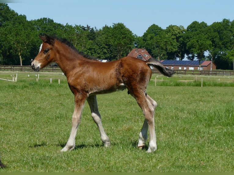 Sonstige Rassen Hengst Fohlen (04/2026) 145 cm Brauner in Lathen