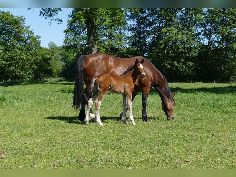 Sonstige Rassen Hengst Fohlen (04/2026) 145 cm Brauner in Lathen