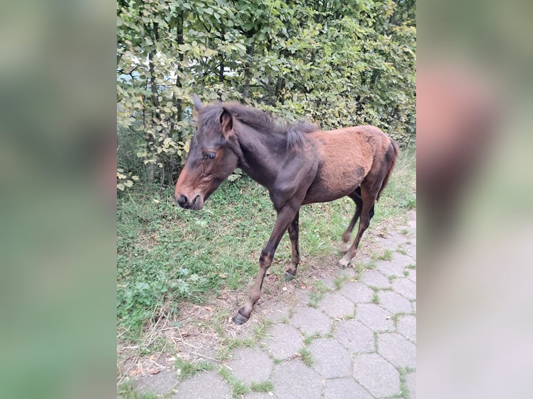 Sonstige Rassen Hengst Fohlen (04/2025) 150 cm Brauner in Vosselaar