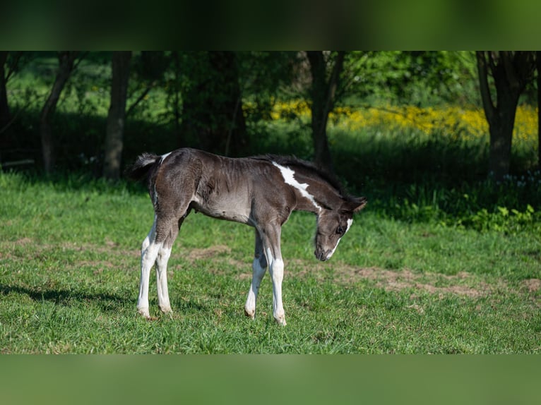 Sonstige Rassen Hengst  160 cm Tobiano-alle-Farben in Zottegem