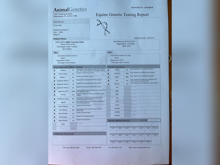 Sonstige Rassen Hengst  160 cm Tobiano-alle-Farben in Zottegem