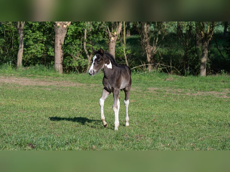 Sonstige Rassen Hengst  160 cm Tobiano-alle-Farben in Zottegem