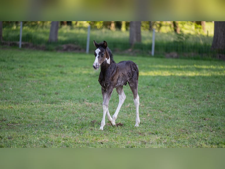 Sonstige Rassen Hengst  160 cm Tobiano-alle-Farben in Zottegem