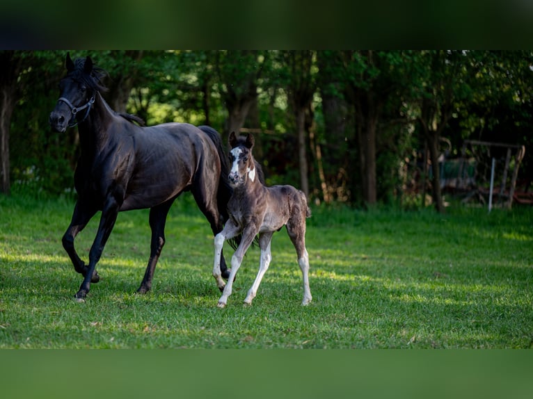 Sonstige Rassen Hengst  160 cm Tobiano-alle-Farben in Zottegem