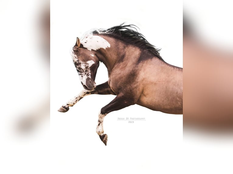 Sonstige Rassen Hengst  160 cm Tobiano-alle-Farben in Zottegem