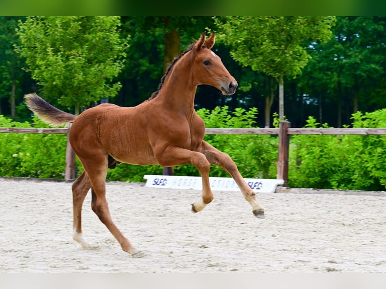 Sonstige Rassen Hengst  Brauner in Bladel