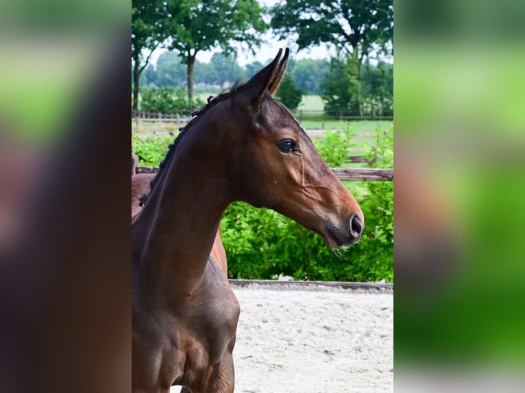 Sonstige Rassen Hengst  Brauner in Bladel