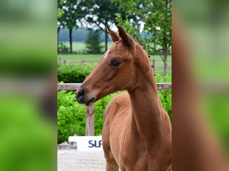 Sonstige Rassen Hengst  Brauner in Bladel