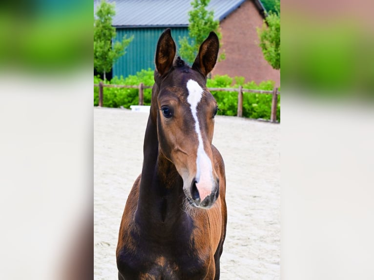 Sonstige Rassen Hengst  Brauner in Bladel