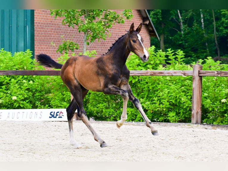 Sonstige Rassen Hengst  Brauner in Bladel