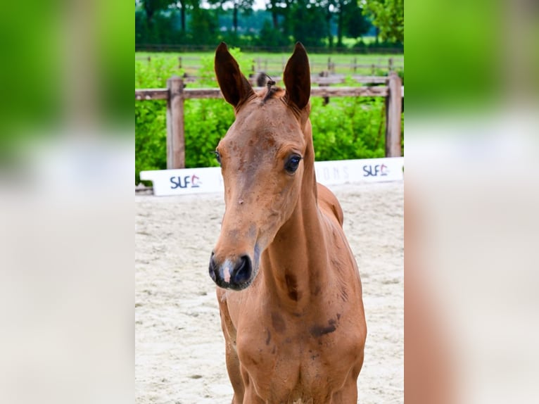Sonstige Rassen Hengst  Brauner in Bladel