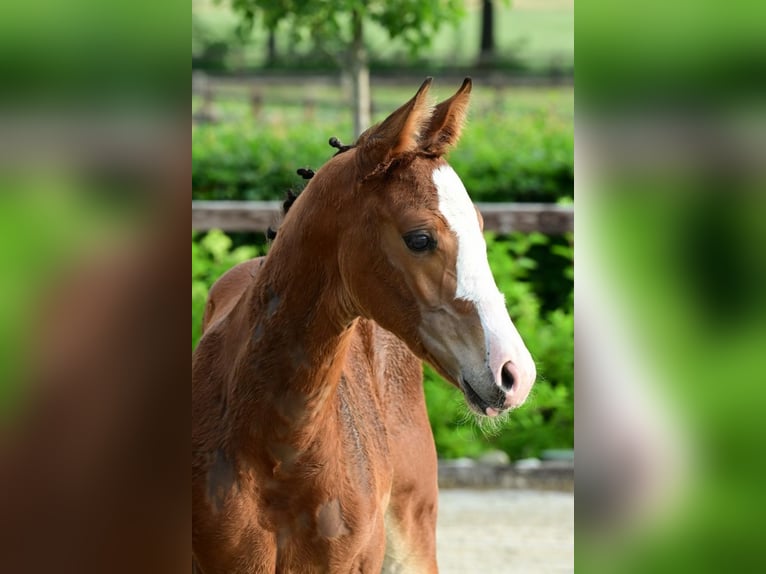 Sonstige Rassen Hengst  Brauner in Bladel