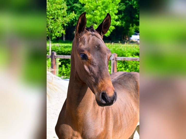 Sonstige Rassen Hengst  Brauner in Bladel
