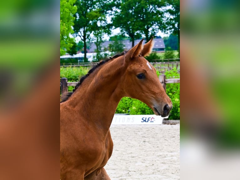 Sonstige Rassen Hengst  Brauner in Bladel