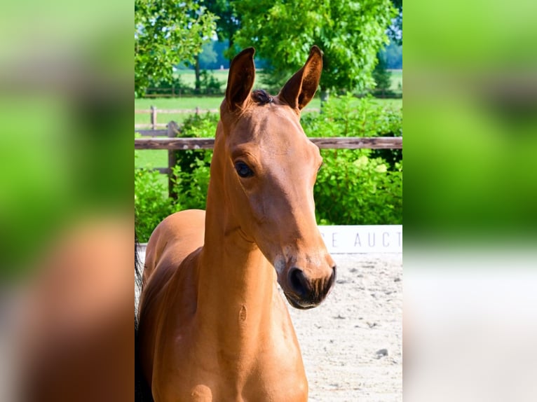 Sonstige Rassen Hengst  Brauner in Bladel